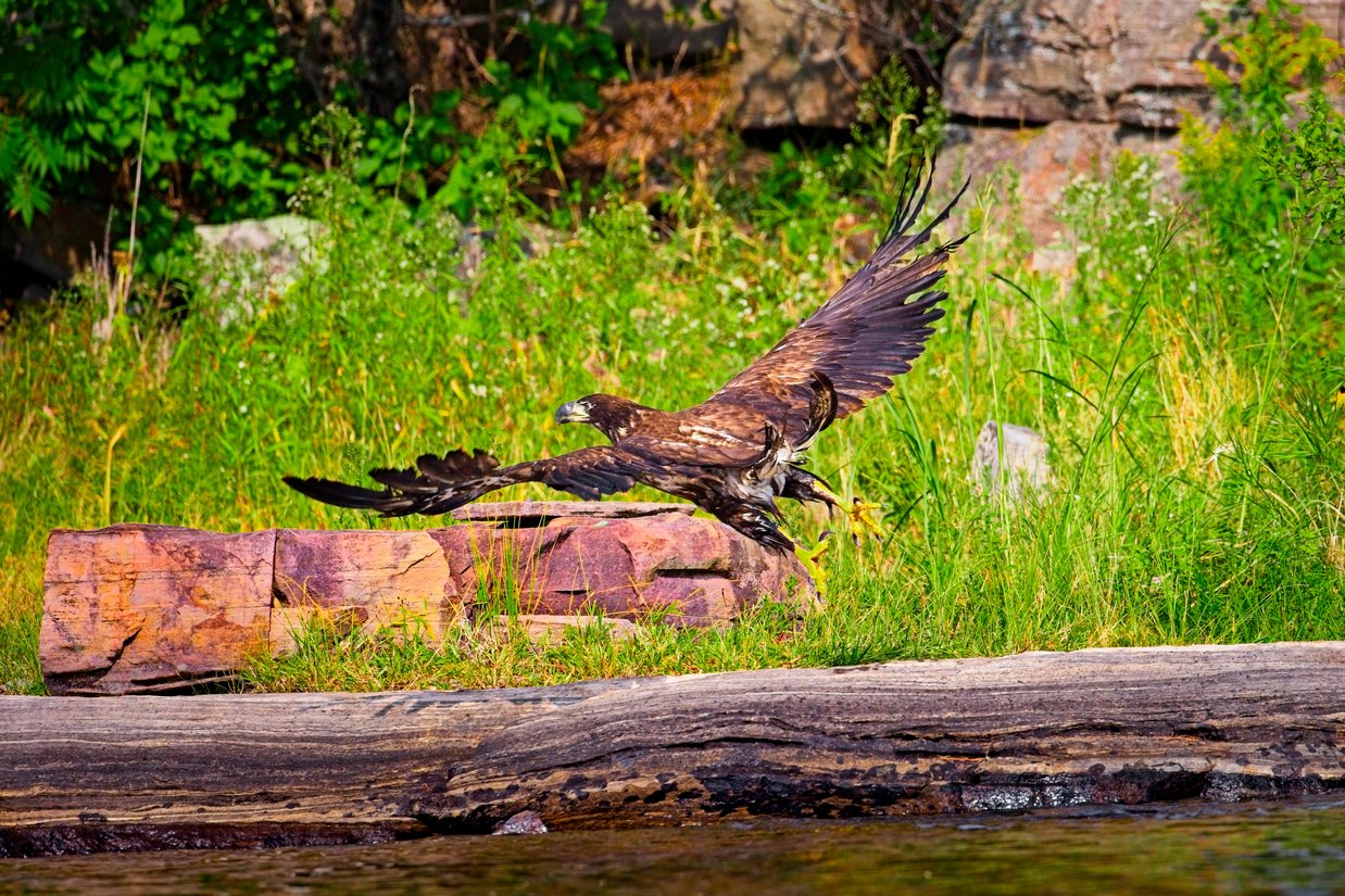 A large eagle with outstretched wings is captured mid-flight, appearing to take off or glide over a rocky ledge. The bird has dark brown plumage with lighter feathering on its underside and bright yellow talons extended. It is set against a lush, vibrant green backdrop of grasses and foliage with large rocks in the background. In the foreground, a weathered log runs horizontally above a body of water, adding depth to the natural scene.